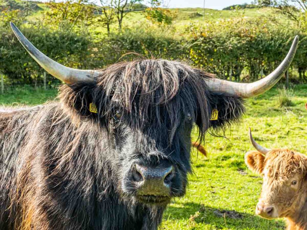 cow at castle creavie galloway