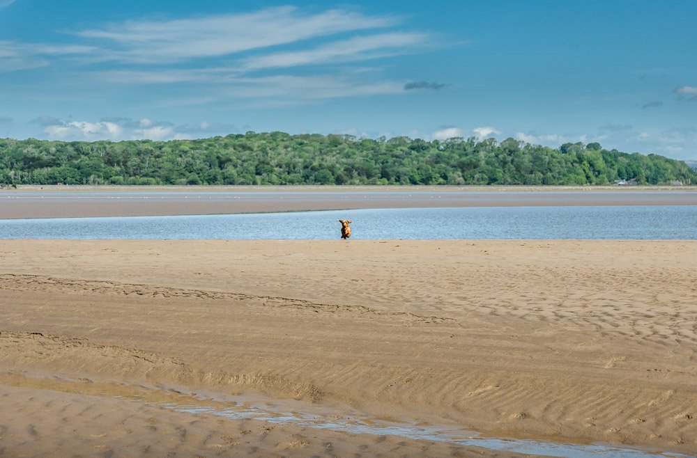 dog on the sands