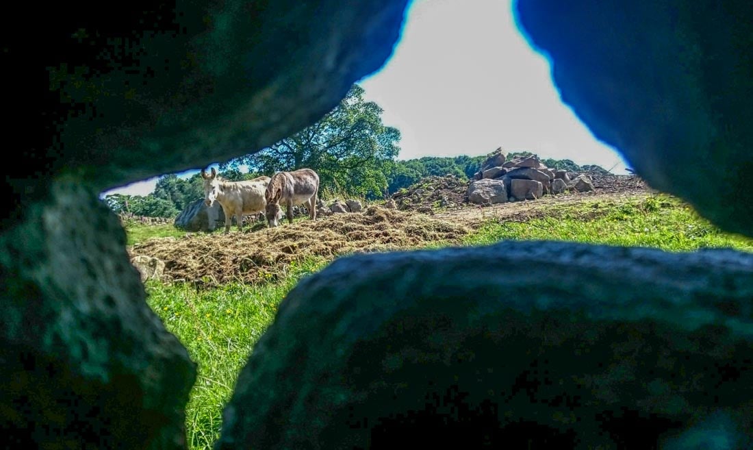 donkeys at damflask reservoir