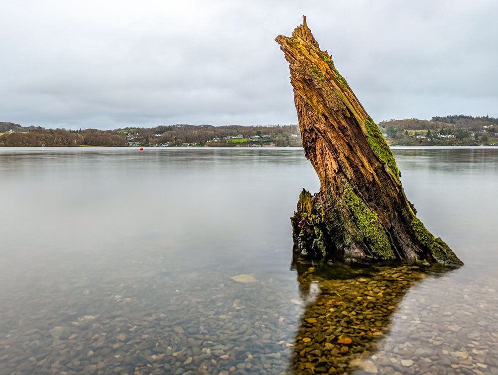 dead tree windermere