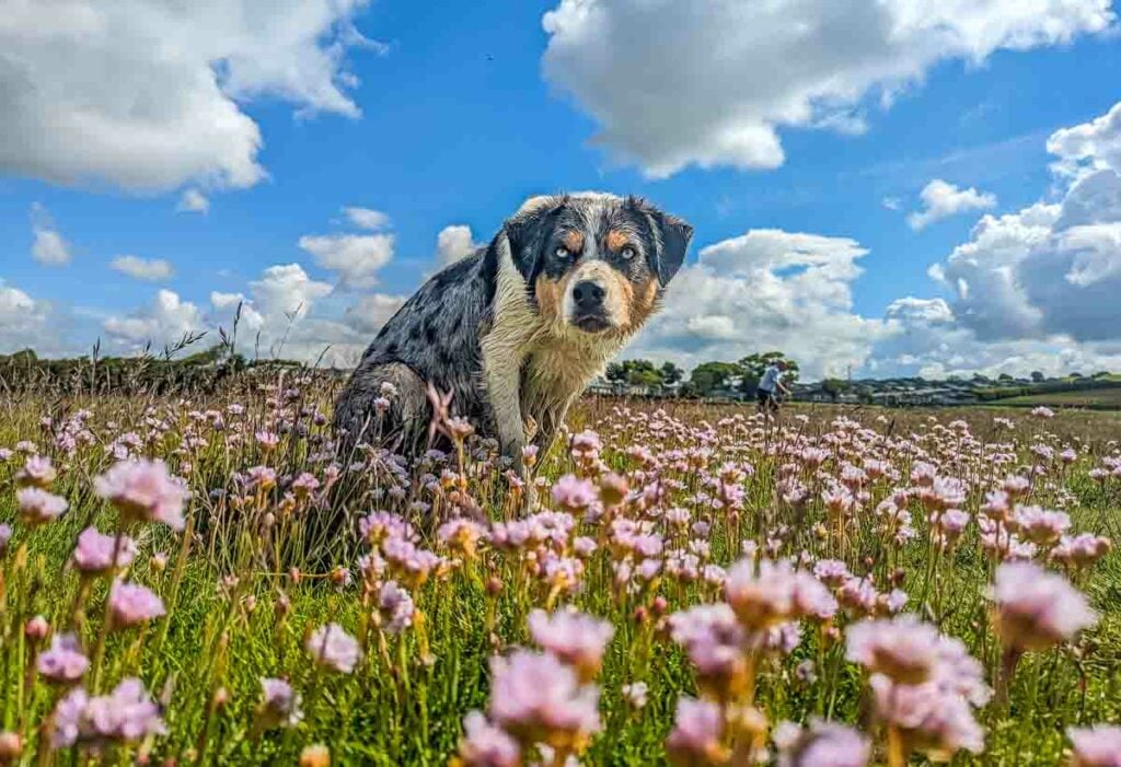 dog and pink flowers