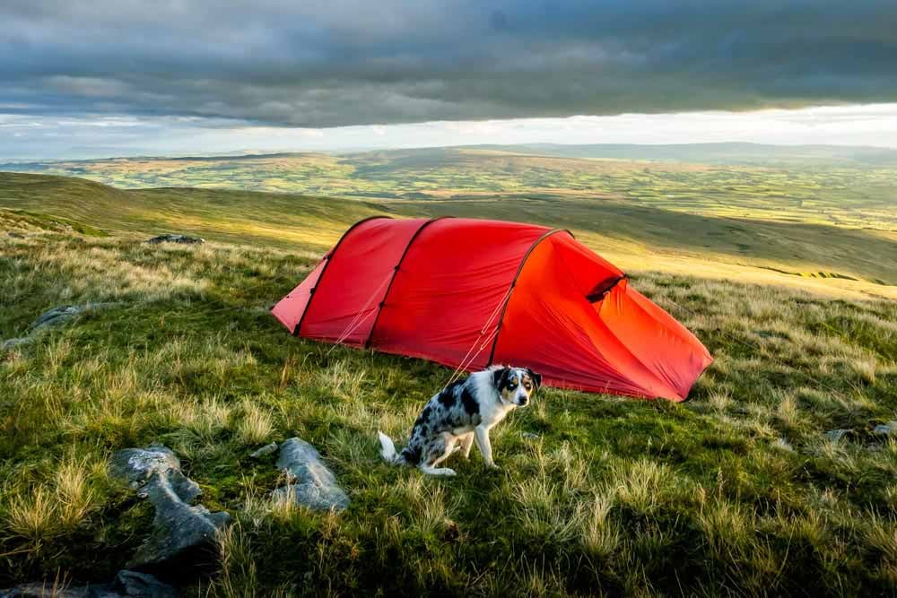 dog and tent