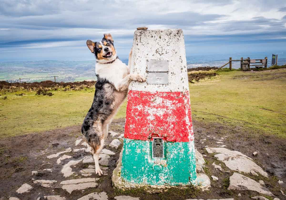 Dog at Moel famau trig point