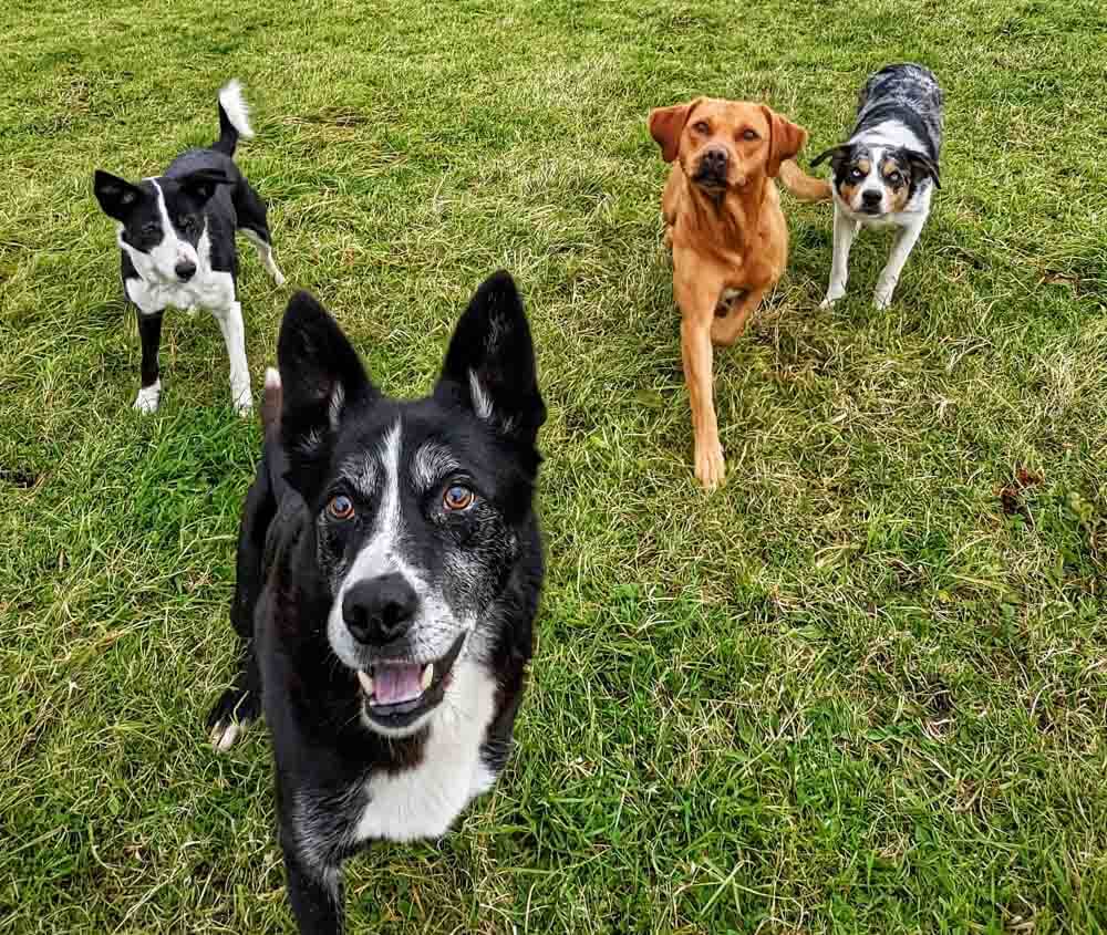 dog friendly near kirkcudbright