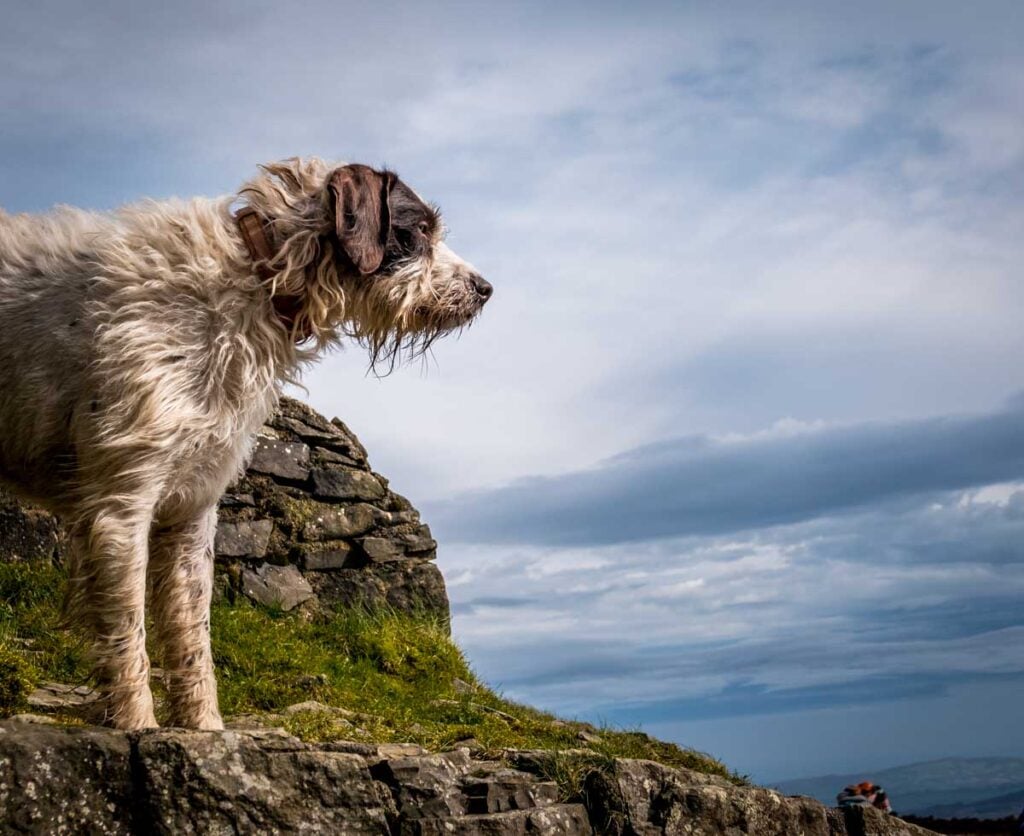 dog on moel famau