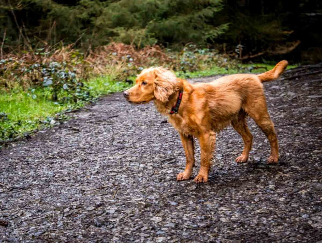 dog on the path