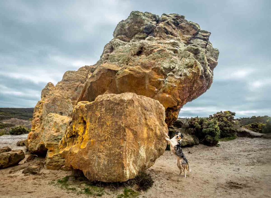 dog posing at agglestone rock