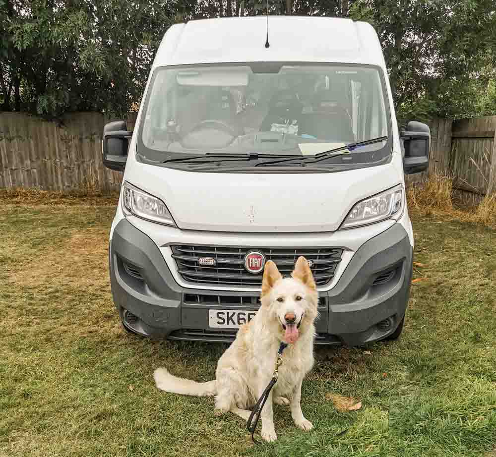 dog ready to go in the van travelling