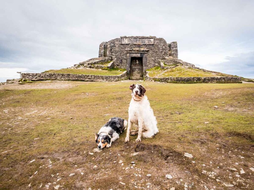 dogs at jubilee tower