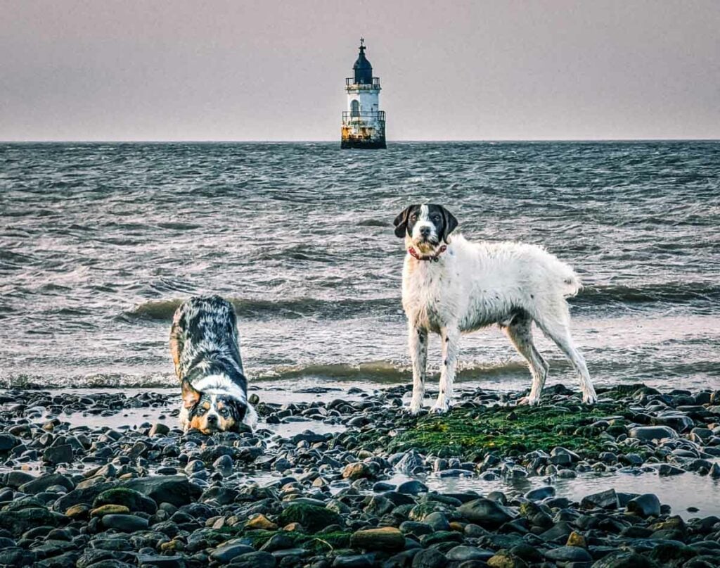 dogs by the sea