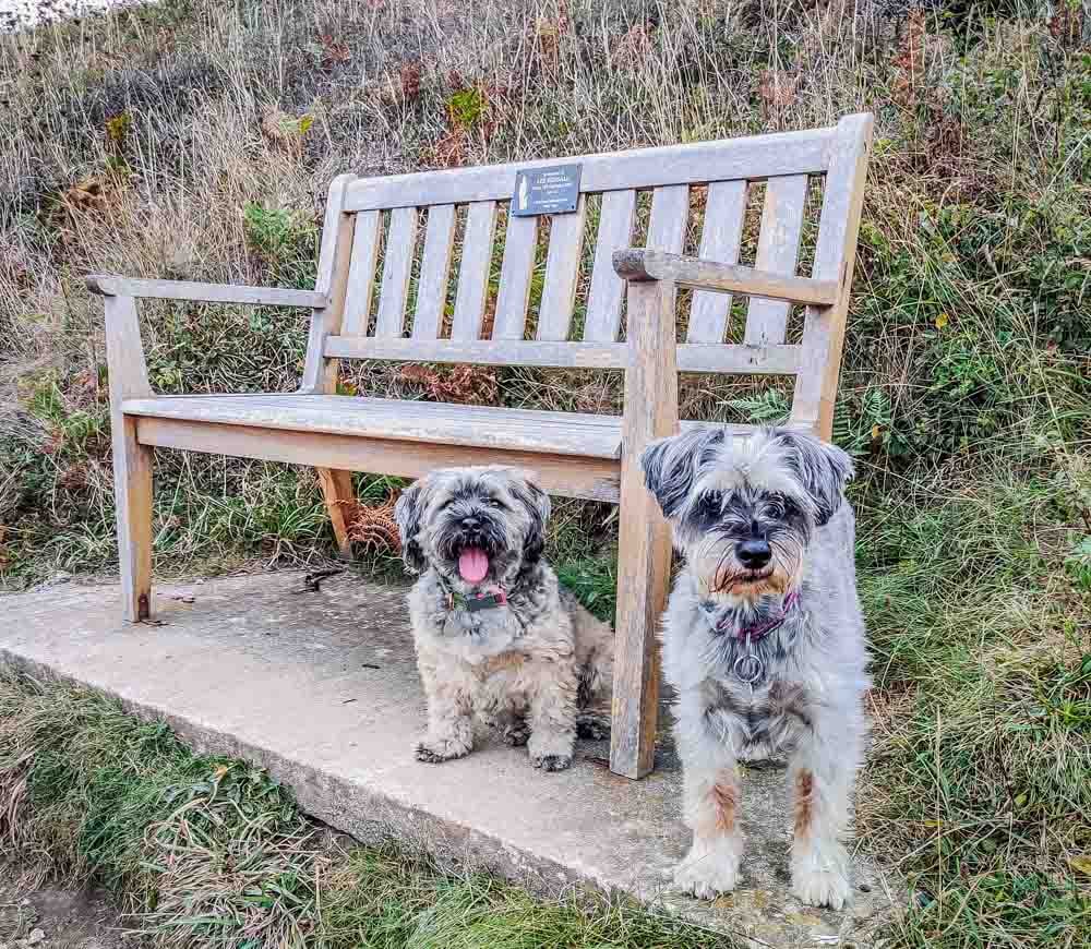 dogs on the coastal path at cornwall