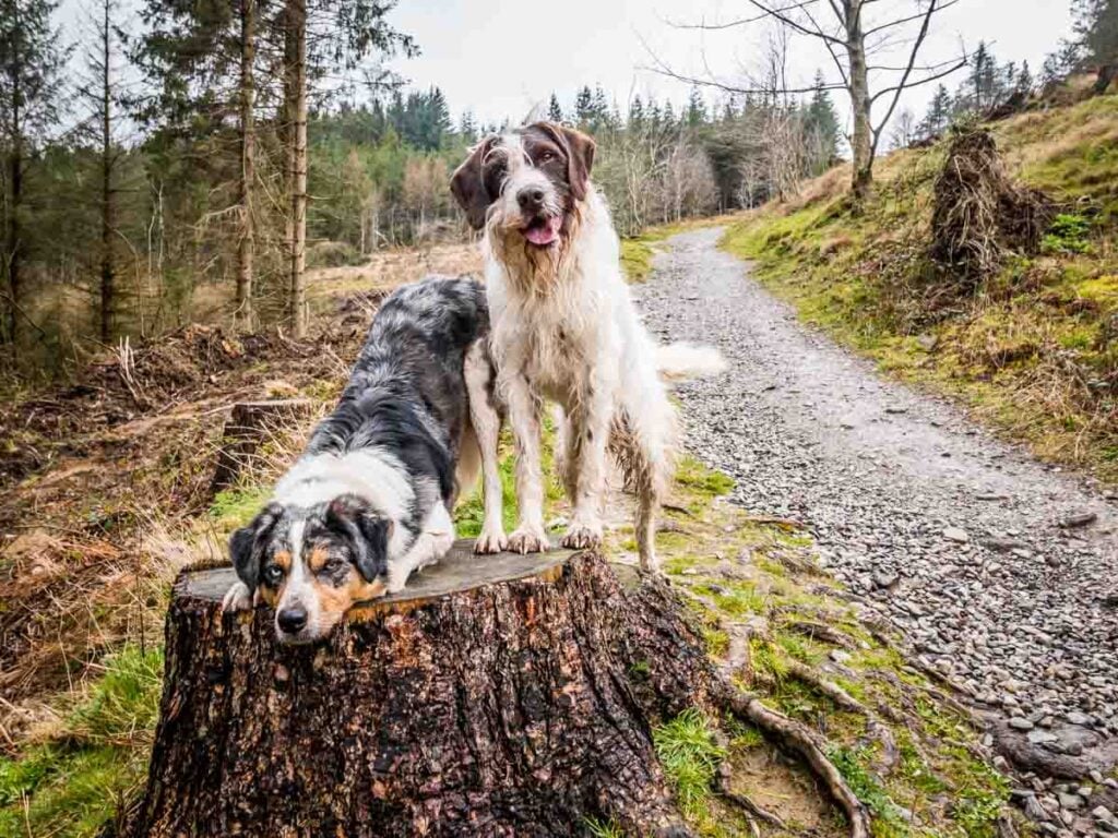 dogs having fun on moel famau