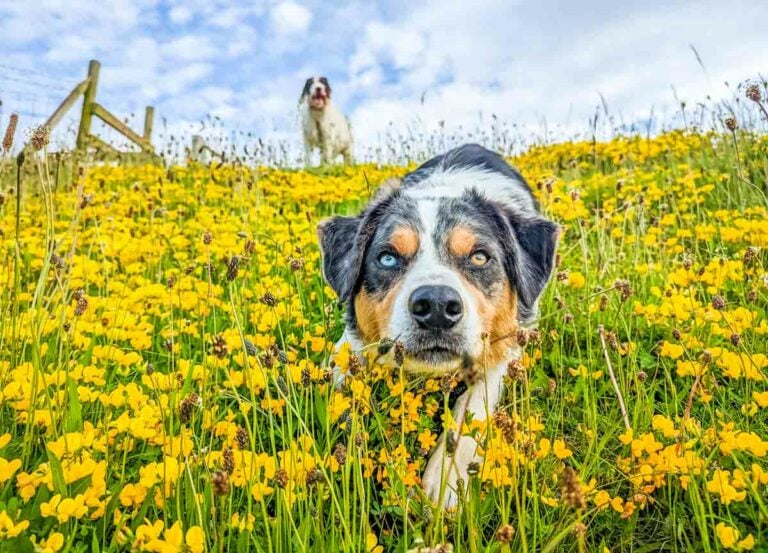 Looking After Your Dogs In Hot Weather