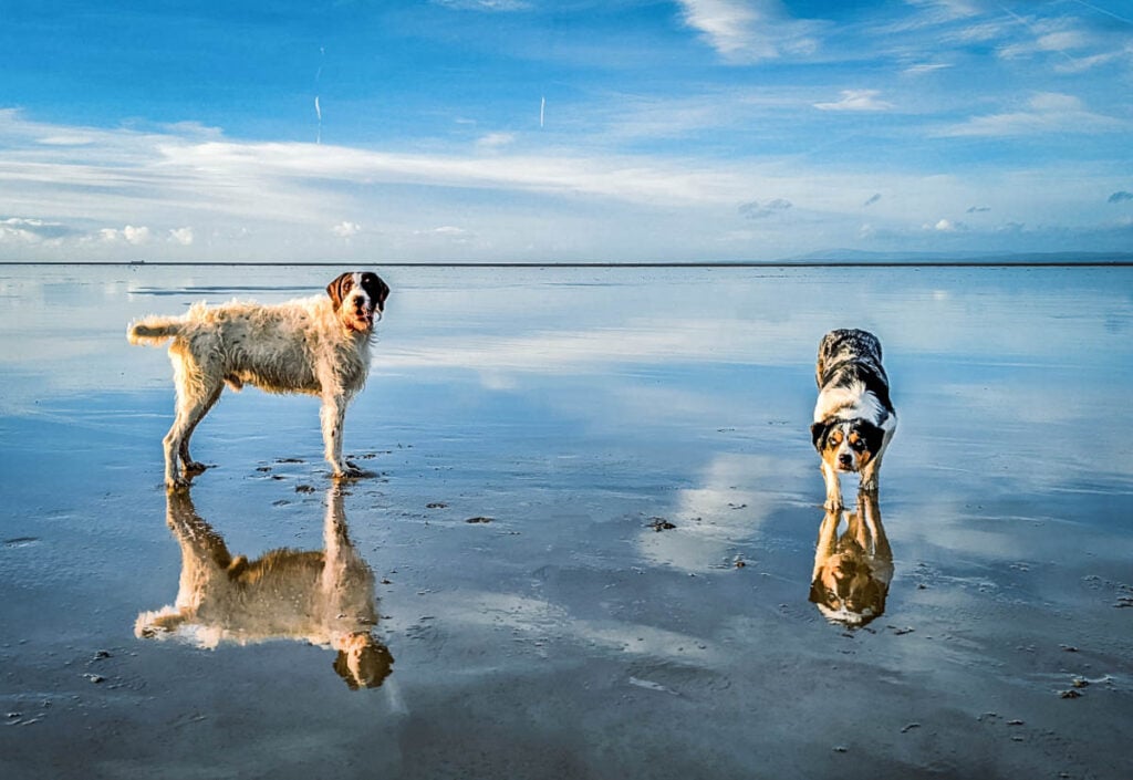 dogs reflection