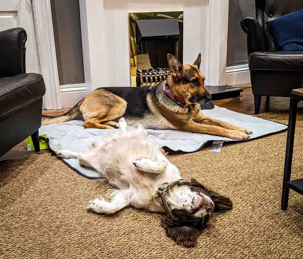 dogs resting at airbnb