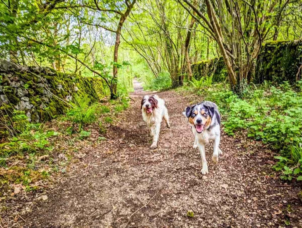 dogs running on footpath Lancashire