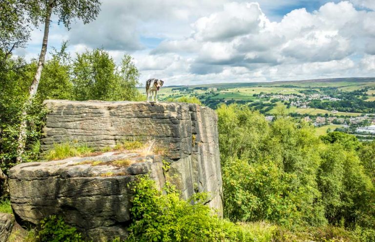 A Bingley Walk Around St Ives Estate