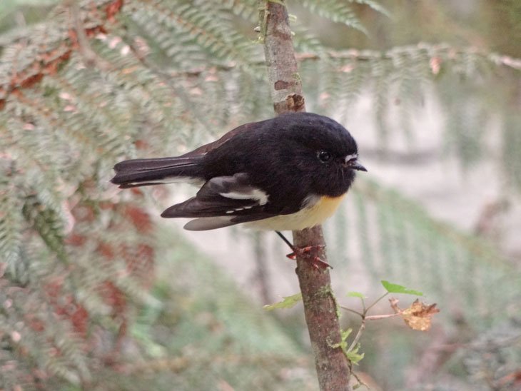 tomtit on milford track