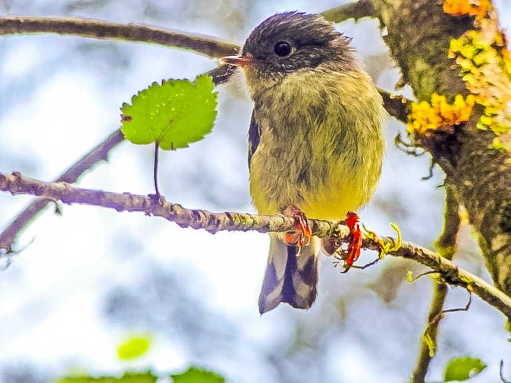 bird on the milford track