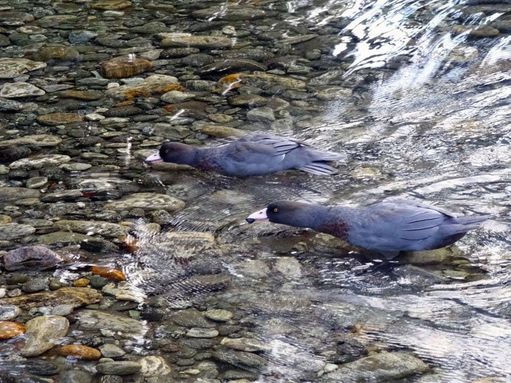 blue duck by the milford track, new zealand