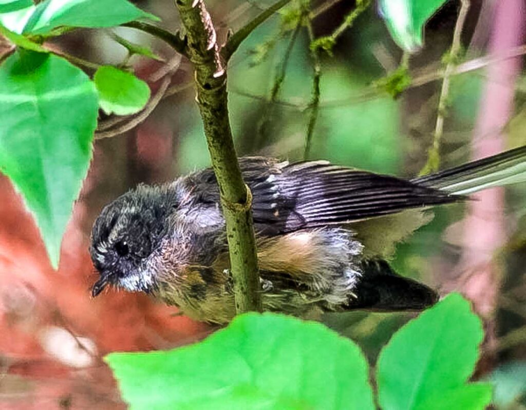 small bird in tree