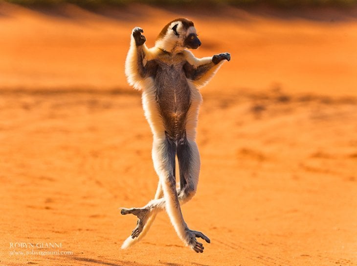 This Is Madagascar!