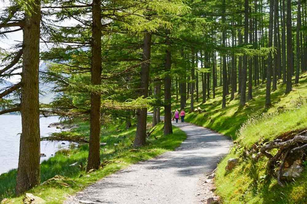 woodland path beside Buttermere, Cumbria