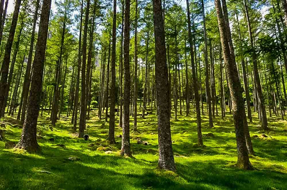 Buttermere woods