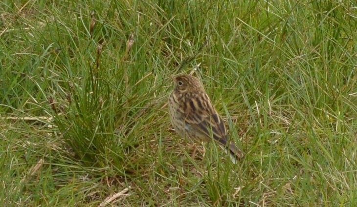 little bird on haystacks summit