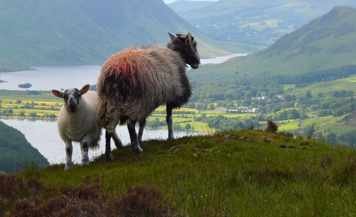 sheep on haystacks