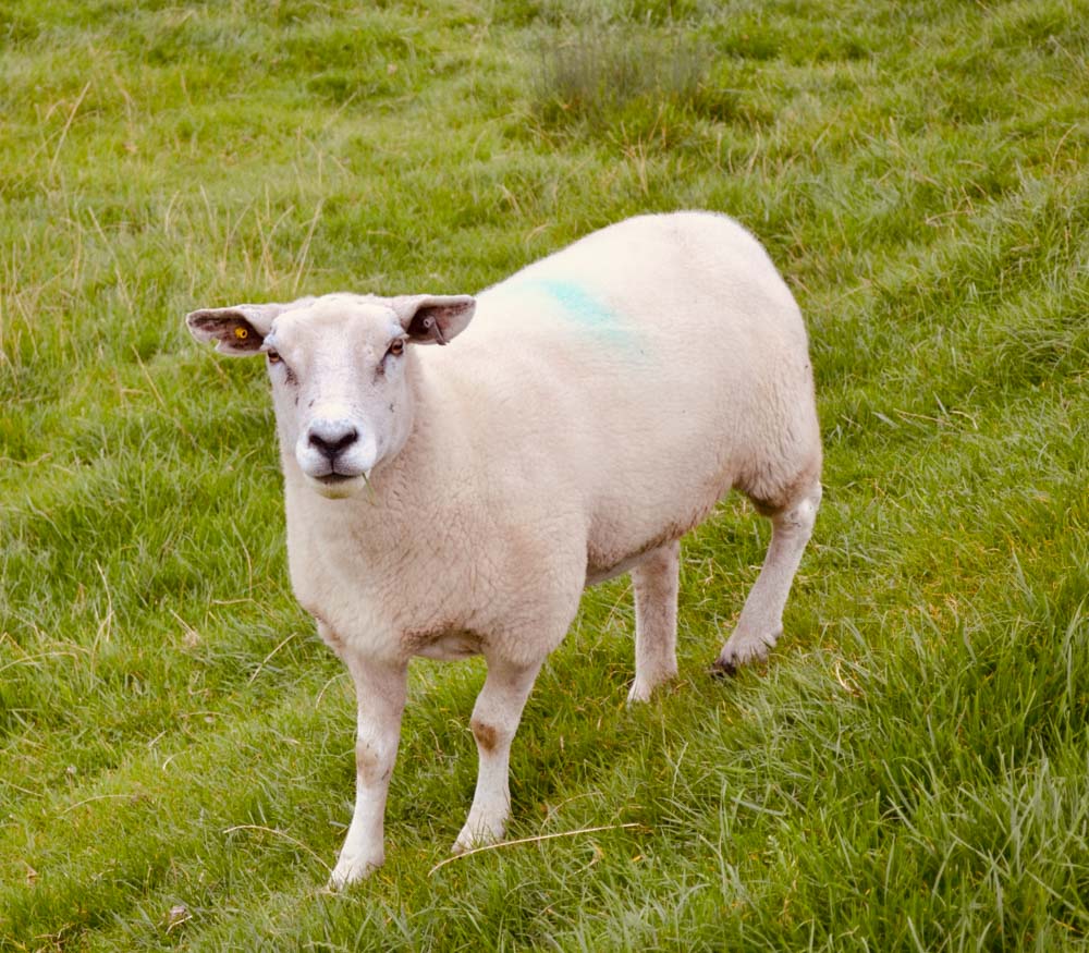 curious sheep