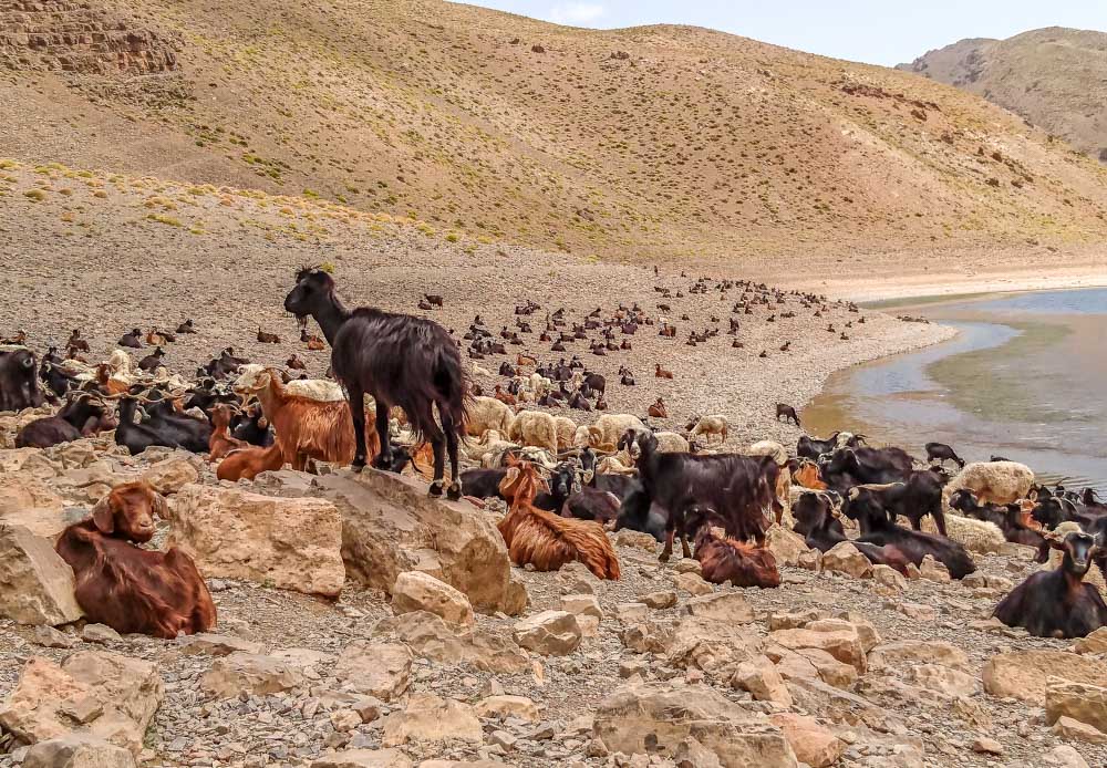 Trekking in the High Atlas, Morocco 20