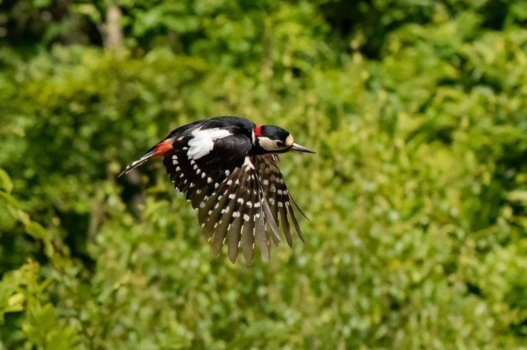 The Great Spotted Woodpecker