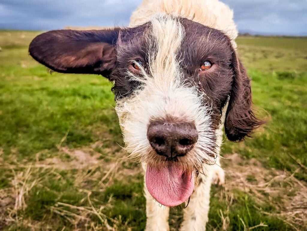 ear flapping german wirehared pointer