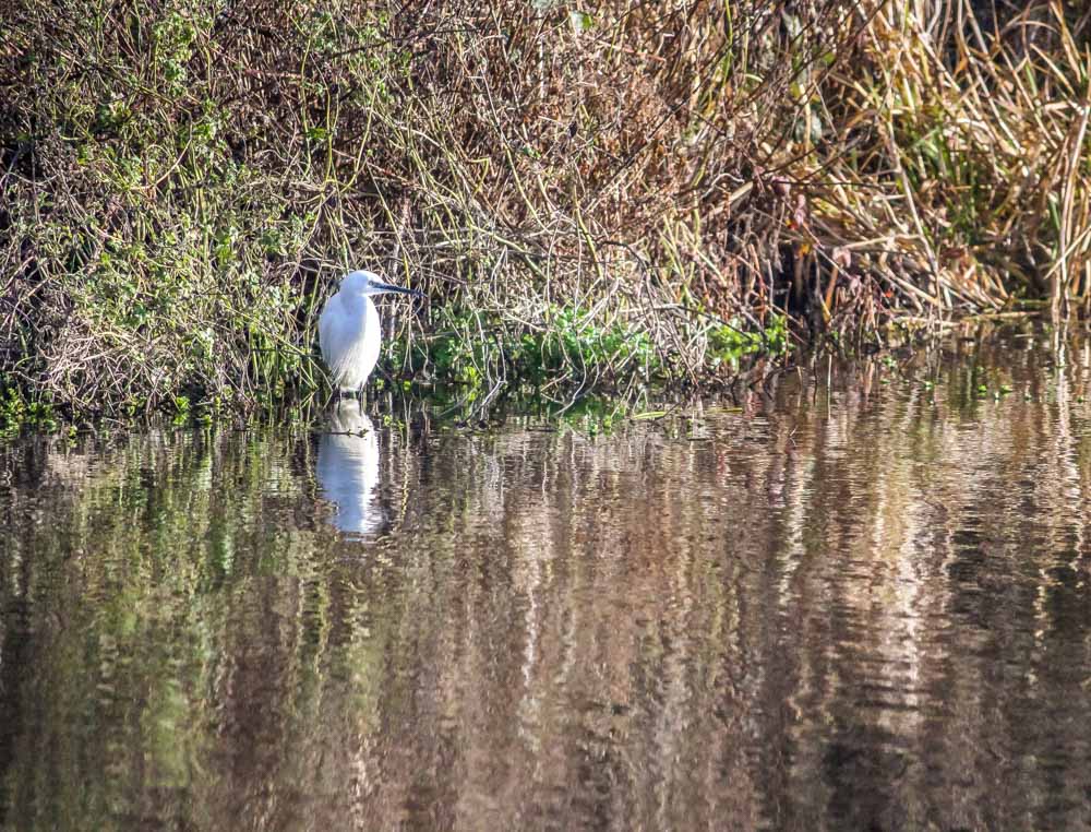 A Walk Around Rooksbury Mill Nature Reserve - Andover 8