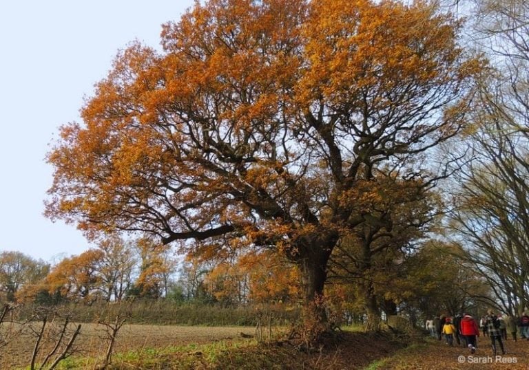 Deer spotting in Epping Forest