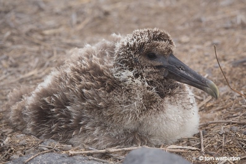 Waved albatross chick (Phoebastria irrorata)