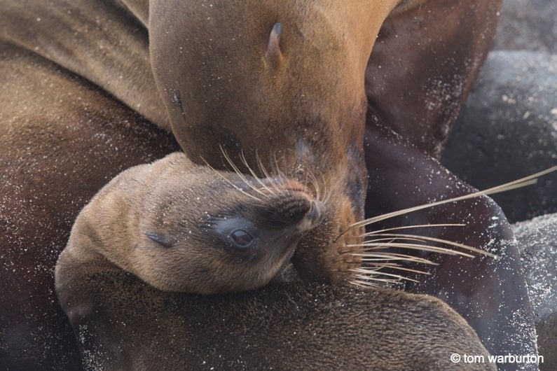 Galapagos Sea Lion and pup (Zalophus wollebacki)