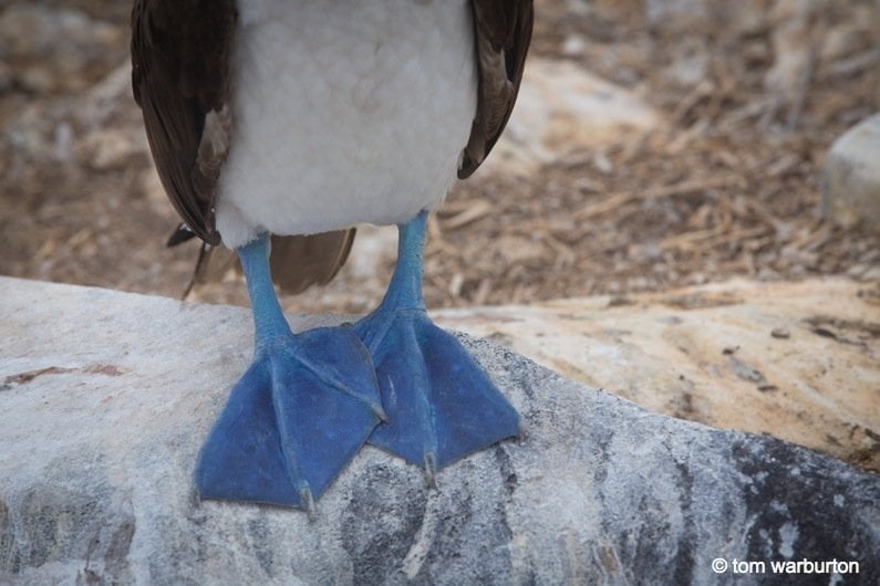 Blue Footed Boobie (Sula nebouxii excisa)