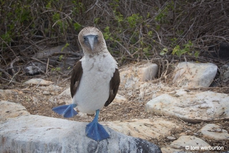 Blue Footed Boobie (Sula nebouxii excisa)