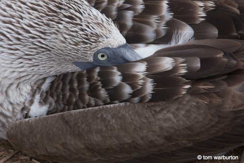 bird sleeping