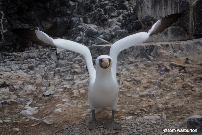 Nazca Boobie (Sula granti)