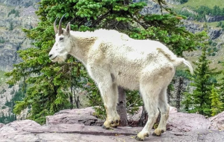 Sperry Chalet Trail, Glacier National Park, Montana