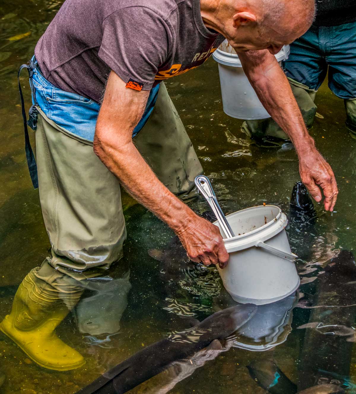 feeding Eels