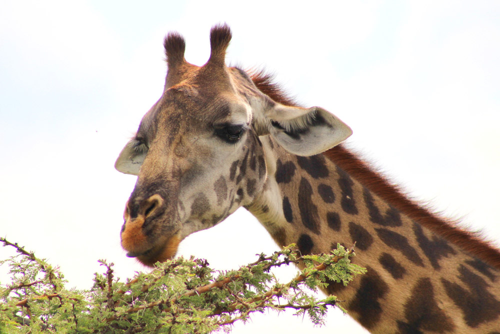 female giraffe horns