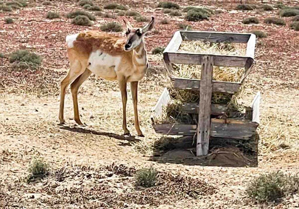 female in paddock