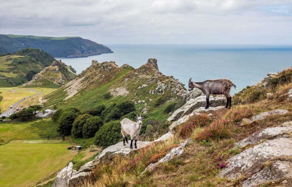 feral goat valley of rocks