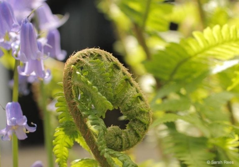 The Beauty of Ferns