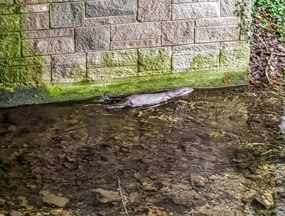 otter at Lower Moor nature reserve