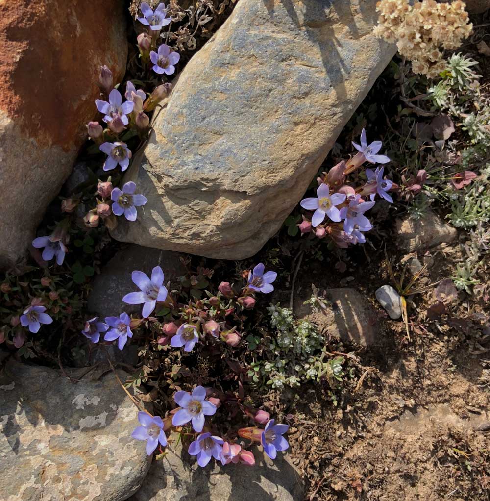 Flowers himalayas